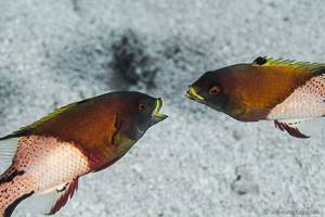 Zweifarben Schweinslippfisch - Bodianus anthioides