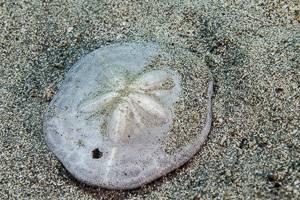 Sea Urchin Sand Dollar - Clypeaster subdepressus