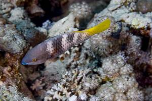 Rusty parrotfish - scarus ferrugineus