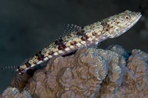Banded Lizardfish - Synodus dermatogenys