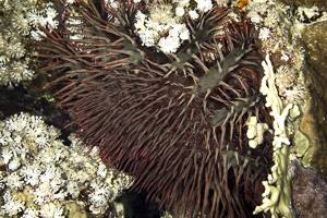 Crown of thorns starfish - Acanthaster planci