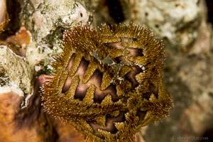 Bald-patch urchin - Microcyphus rousseau