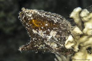 Rotmeer Flügelauster - Pteria aegyptiaca