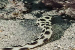 Spotted Snake Eel - Myrichthys maculosus