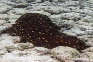 Three-rowed sea cucumber - Isostichopus badionotus