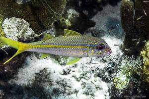 Yellowstripe goatfish - Mulloidichthys flavolineatus
