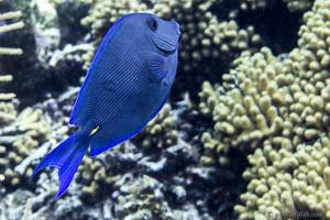 Blue Barber - Acanthurus coeruleus