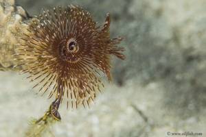 Feather duster worm - Sabella spallanzanii