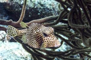 Schwarzpunkt Kofferfisch - Lactophrys bicaudalis