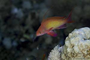 Sea goldie - Pseudanthias squamipinnis