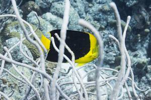 Angelfish - Holacanthus tricolore