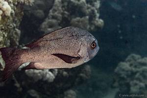 Black and white snapper - Macalor niger
