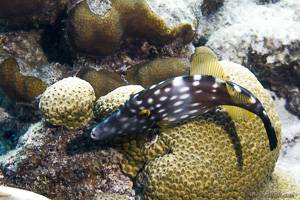 American whitespotted filefish - Cantherhines macrocerus
