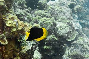 Angelfish - Holacanthus tricolore