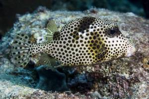 Spotted trunkfish - Lactophrys bicaudalis