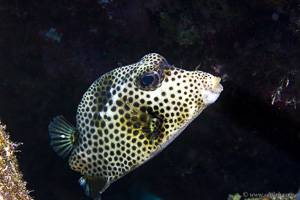 Spotted trunkfish - Lactophrys bicaudalis