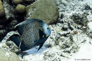 French angelfish - Pomacanthus paru