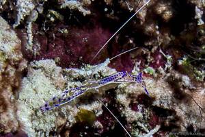 Pederson cleaner shrimp - Ancylomenes pedersoni
