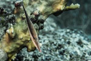 Schlanker Feilenfisch - monocanthus-tuckeri