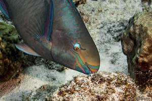 Common parrotfish - Scarus psittacus