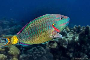 Dark Green Parrotfish - Sparisoma viride