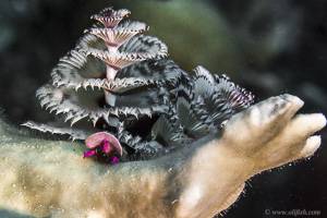 Christmas Tree Worm - Spirobranchus giganteus