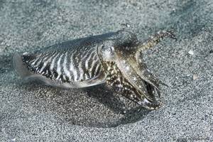 Gemeiner Tintenfisch - Sepia officinalis