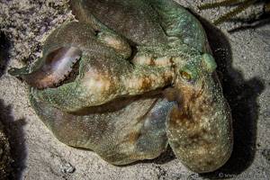 Common Octopus - Octopus Vulgaris