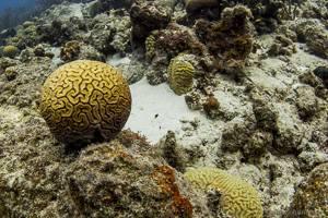 Stony coral - Elacatinus randalli